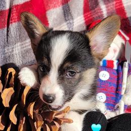 Turquoise bandana boy - Black and tan male Pembroke Welsh Corgi puppy in Cherokee, Oklahoma from MCS Farms-OK