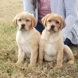 Labrador Retriever Puppies from Abundance Labradors