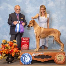 Rhodesian Ridgeback All Grown Up from Evolution Rhodesian Ridgebacks