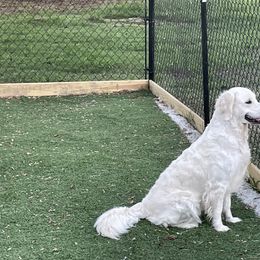Golden Retriever All Grown Up from Amberidge Golden Retrievers