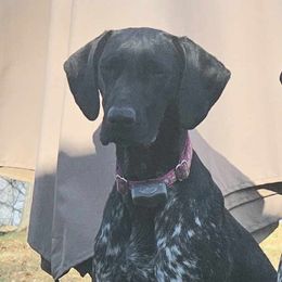 Messi - German Shorthaired Pointer