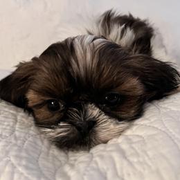 Shih Tzu Puppies from Jodi’s Shihtzus