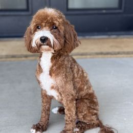 Mango - Goldendoodle