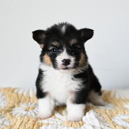 Poison - Black and tan male Pembroke Welsh Corgi puppy in Mona, Utah from Sorensen Corgis