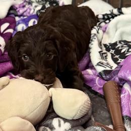 Reno - Chocolate male Australian Labradoodle puppy in Molalla, Oregon from Golden Xpress Labradoodles