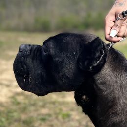 Salvatore  - Cane Corso