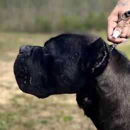 Salvatore  - Cane Corso