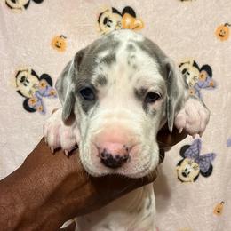 Blue collar - Harlequin female Great Dane puppy in Anderson, South Carolina from QCM DANES