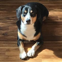 Levi - Entlebucher Mountain Dog