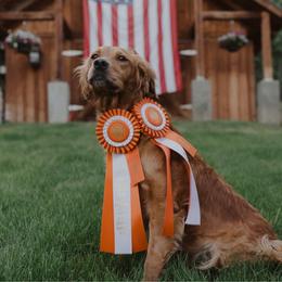 Peaches - Golden Retriever