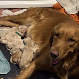Dark Green - Golden male Golden Retriever puppy in Peoria, Arizona from Westwing Retrievers