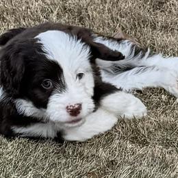 Aussiedoodle and Miniature American Shepherd Puppies from Lori Davis