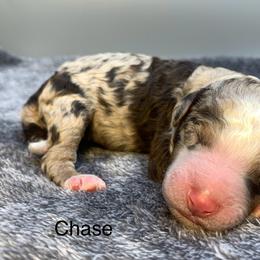 Chase - Chocolate merle male Bernedoodle puppy in New Ringgold, Pennsylvania from Hawk Mountain Doodles