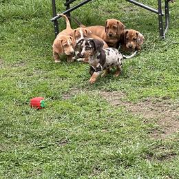 Dachshund Puppies from Witchy Woman’s Wiener’s
