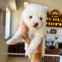 Iceman - White male Pomsky puppy in Cave Creek, Arizona from Arizona Luxury Pomskies