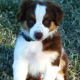 Australian Shepherd Puppies from Windmill Australian Shepherds