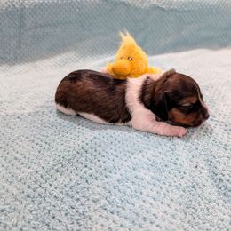 Ethel - Piebald female Dachshund puppy in Jerusalem, Ohio from Twin Hickory Ranch