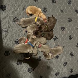 Red collar - Silver female Dilute Retriever puppy in Douglass, Kansas from JP Kennels, LLC