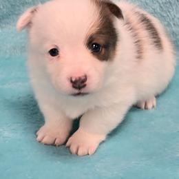 MARGO - Blue female Pembroke Welsh Corgi puppy in Walker, Iowa from Double K Corgis