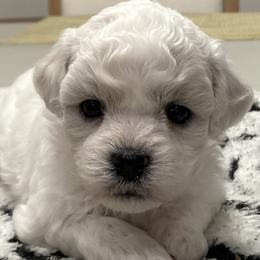 Puppy - White female Bichon Frise puppy in Greenville, South Carolina from Almaza Bichons