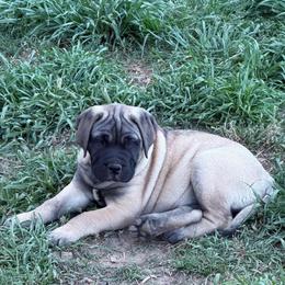 Fawn Females available - Fawn female Bullmastiff puppy in Comer, Georgia from Caro Bullmastiffs