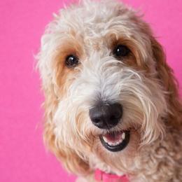 Nala - Goldendoodle