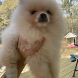 Pomeranian puppies from Bourlet Poms