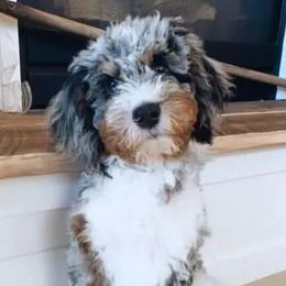 Maggie - Bernedoodle