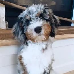 Maggie - Bernedoodle