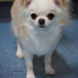 Chihuahua Puppies from Pretty Little Chis