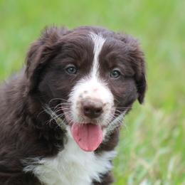 Mitch - Red male Border Collie puppy in Tylertown, Mississippi from Cool Meadow Farms