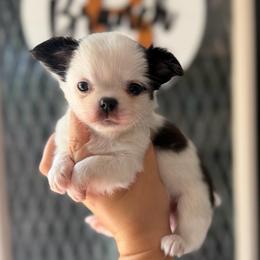 Petal - Black and white female Chihuahua puppy in Harrison, Michigan from Cloud9 Chihuahuas