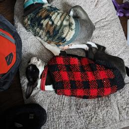 Boston Terrier All Grown Up from 907 Bostons