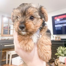 Yorkshire Terrier Puppies from Elaine’s Pup Co.