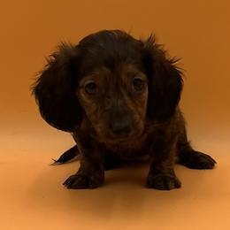 Ribbon - Brindle female Dachshund puppy in Porterville, California from Desert Dynasty