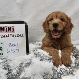 Goldendoodle and Poodle Puppies from Partridge Doodles and Poodles