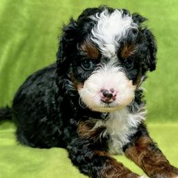 Lightning - Tri-color male Bernedoodle puppy in Bradenton, Florida from Peanut Butter Doodles