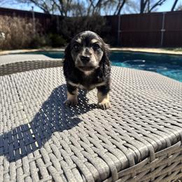 Dean Martin - Black and cream male Dachshund puppy in Early, Texas from Ryan House Dachshunds