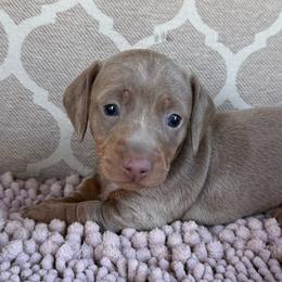 AKC Boy 3 - Fawn (Isabella) male Dachshund puppy in Joshua Tree, California from Desert Dreams Ranch