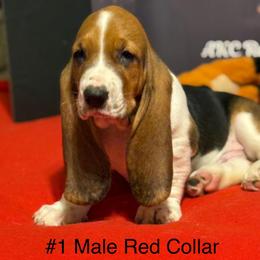 Red Collar - Black brown and white male Basset Hound puppy in Stilwell, Oklahoma from Kingdom of Longears