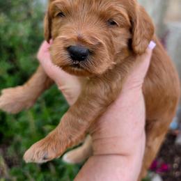 Girl 2 - female Goldendoodle puppy in Syracuse, Utah from Just Doodling Dogs
