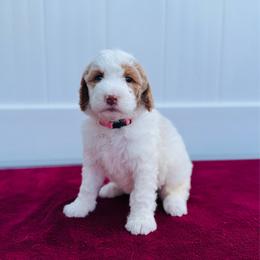 Maisie - Parti female Labradoodle puppy in Elizabeth City, North Carolina from Howdy Doodles