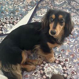 Juliet - Dachshund