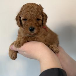Red - Apricot female Goldendoodle puppy in Meridian, Idaho from Goldendoodle of Idaho