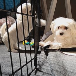 Maltese Puppies from SugarBellsMaltese