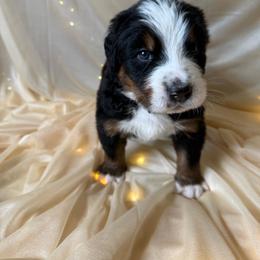 Sterling - Black rust and white male Bernese Mountain Dog puppy in Redlands, California from Country Feels Ranch