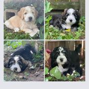 Barbado da Terceira Puppies from Bearded Smile Kennel