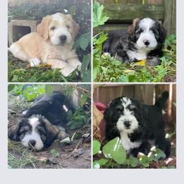 Barbado da Terceira Puppies from Bearded Smile Kennel