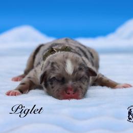 Piglet - Blue merle male Miniature Australian Shepherd puppy in Weeki Wachee, Florida from Arlington's Mini Aussies