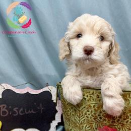 Biscuit - Parti male Labradoodle puppy in Bowman, Georgia from Companion Creek Farm